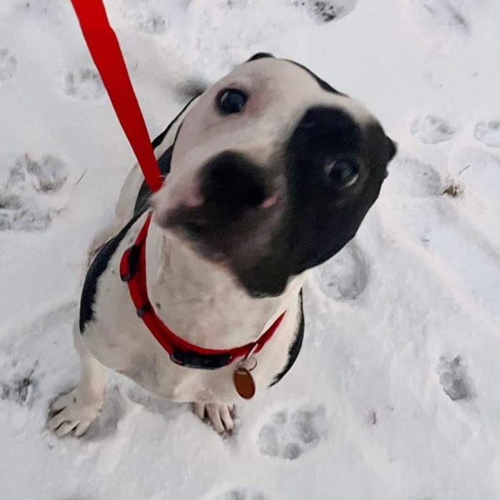 Cosmo, an adoptable Mixed Breed, Pit Bull Terrier in Nampa, ID, 83686 | Photo Image 2