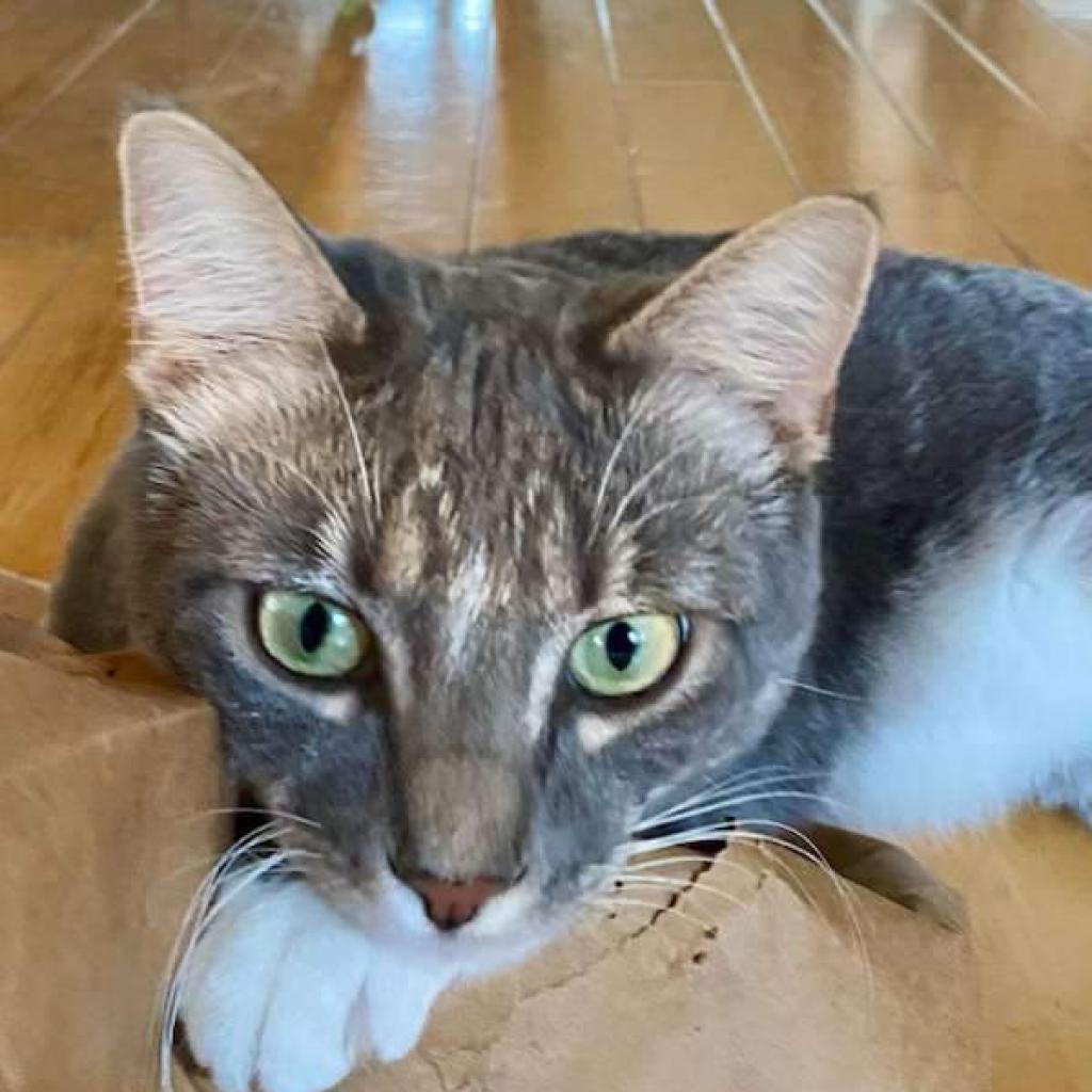Sassafrass, an adoptable Domestic Short Hair in Nampa, ID, 83686 | Photo Image 2
