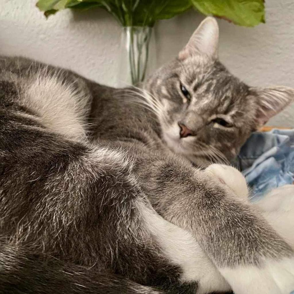 Sassafrass, an adoptable Domestic Short Hair in Nampa, ID, 83686 | Photo Image 3