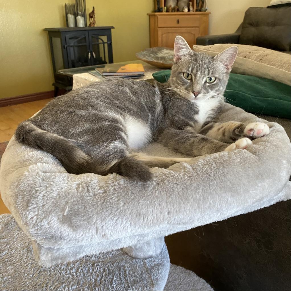 Sassafrass, an adoptable Domestic Short Hair in Nampa, ID, 83686 | Photo Image 4