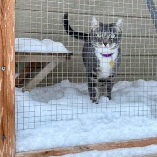 Sassafrass, an adoptable Domestic Short Hair in Nampa, ID, 83686 | Photo Image 6