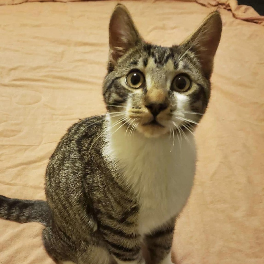 Austin, an adoptable Domestic Short Hair in Nampa, ID, 83686 | Photo Image 1