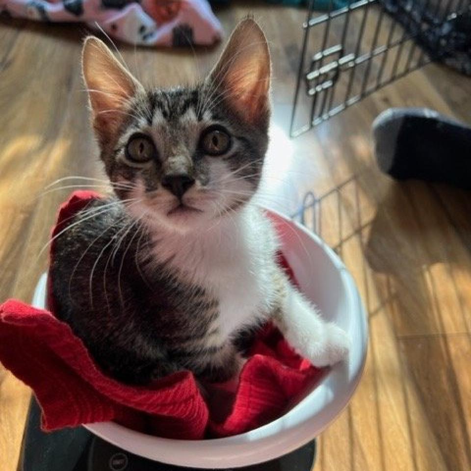 Austin, an adoptable Domestic Short Hair in Nampa, ID, 83686 | Photo Image 2