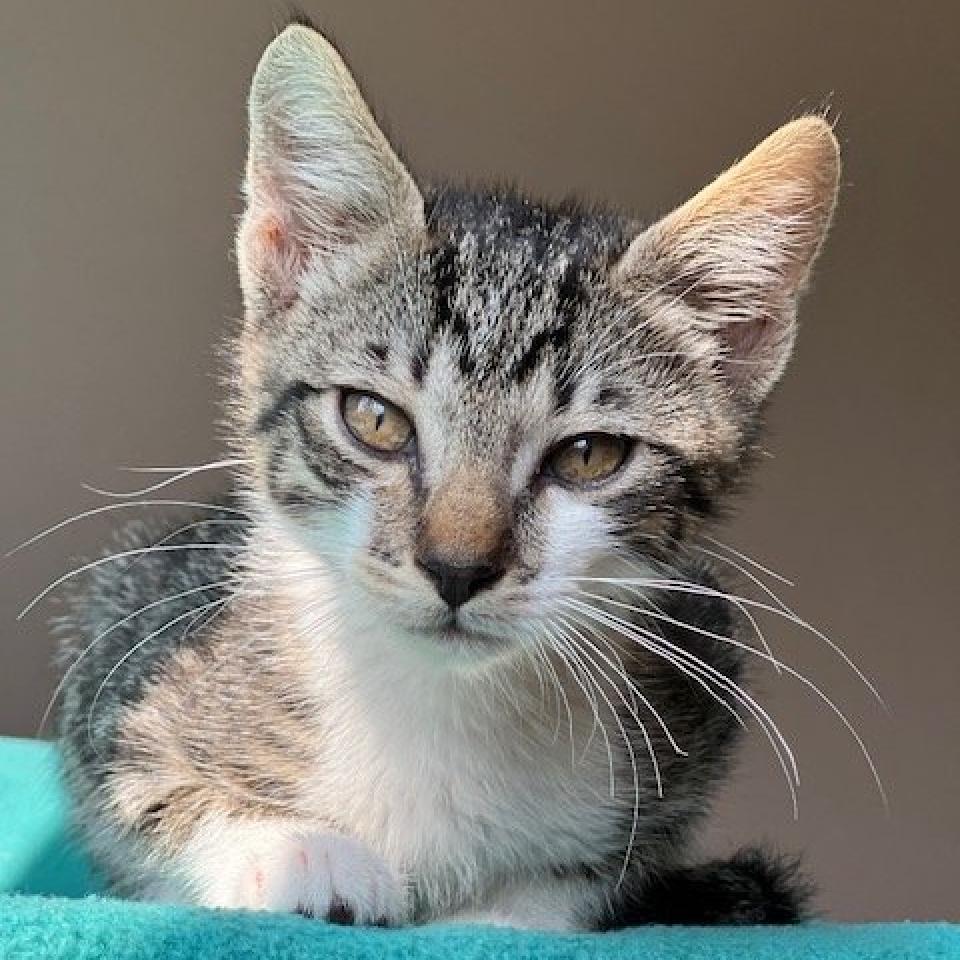 Austin, an adoptable Domestic Short Hair in Nampa, ID, 83686 | Photo Image 3