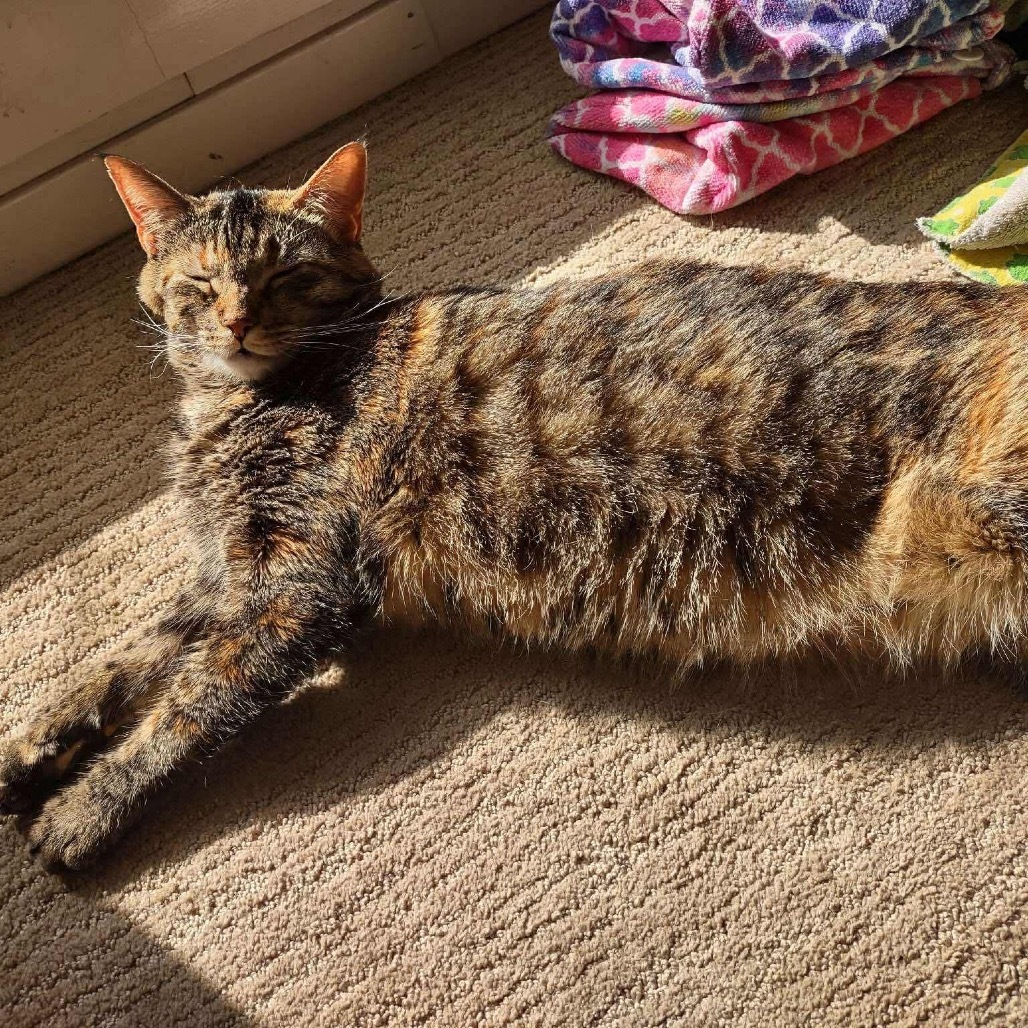 Zephyr, an adoptable Domestic Short Hair in Nampa, ID, 83686 | Photo Image 1