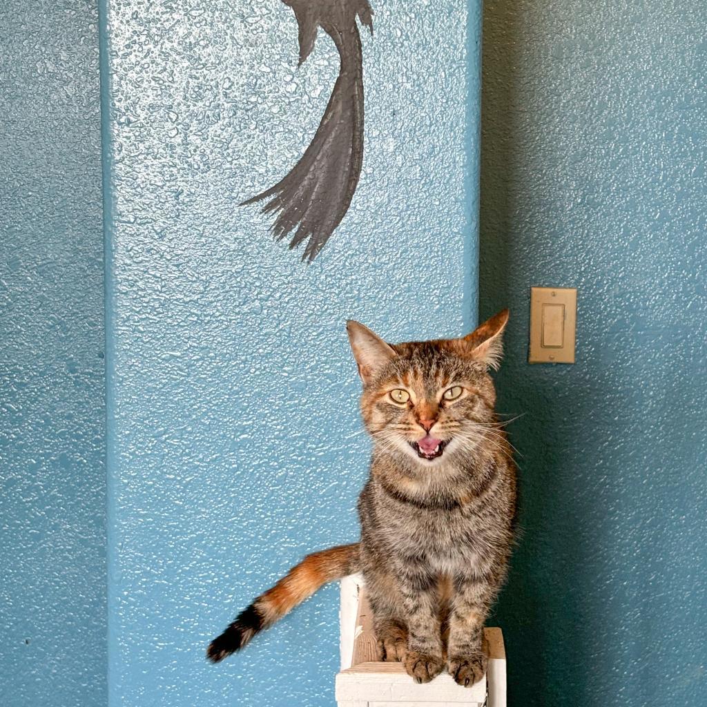 Zephyr, an adoptable Domestic Short Hair in Nampa, ID, 83686 | Photo Image 2