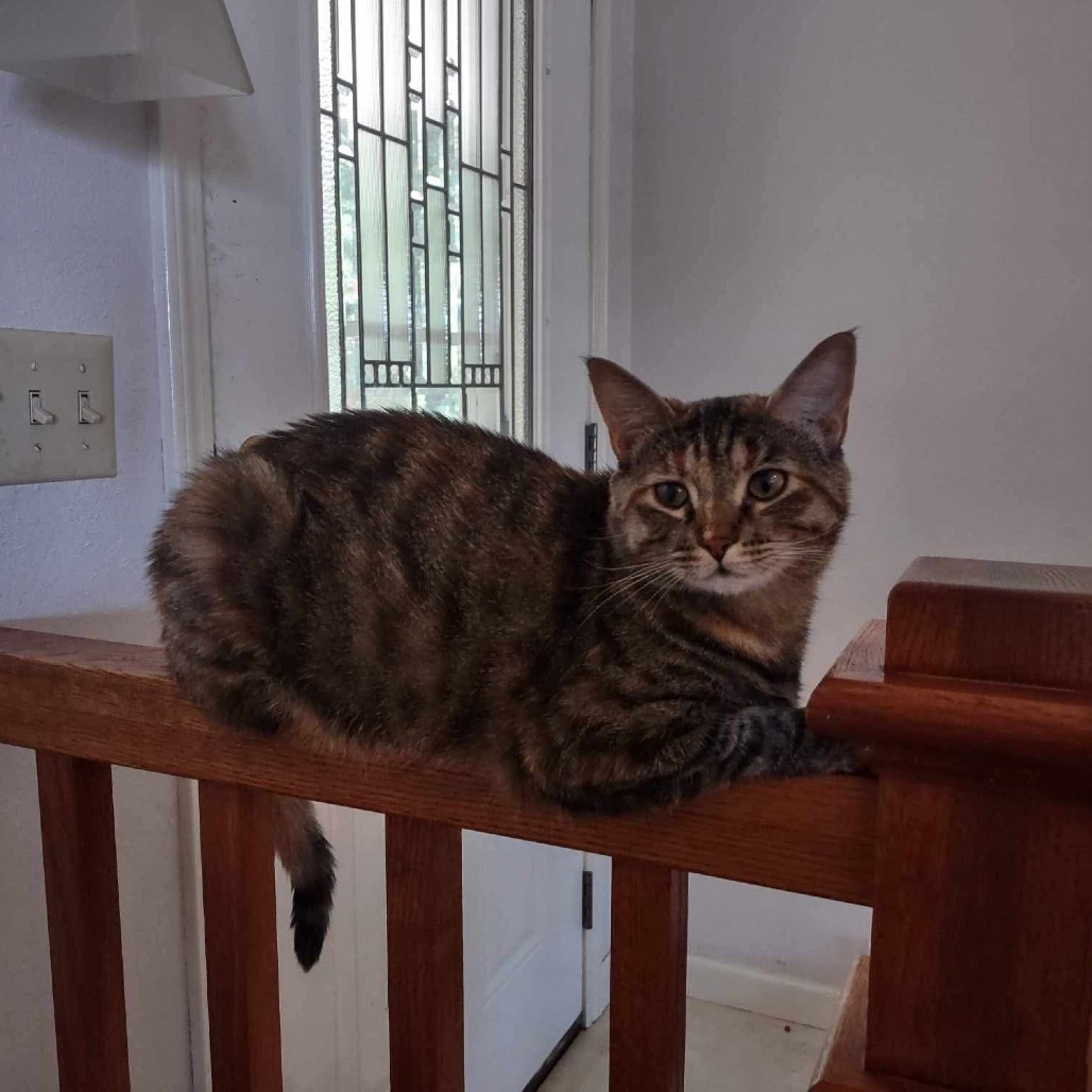 Zephyr, an adoptable Domestic Short Hair in Nampa, ID, 83686 | Photo Image 4