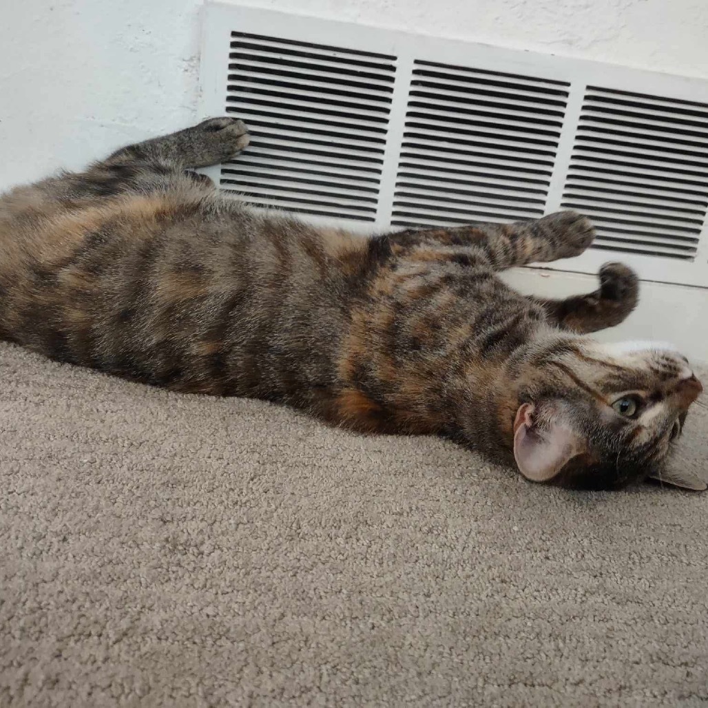 Zephyr, an adoptable Domestic Short Hair in Nampa, ID, 83686 | Photo Image 5