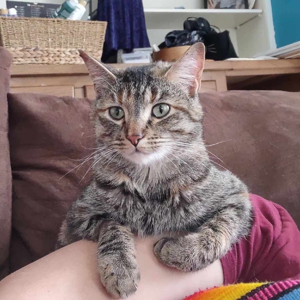 Zephyr, an adoptable Domestic Short Hair in Nampa, ID, 83686 | Photo Image 6