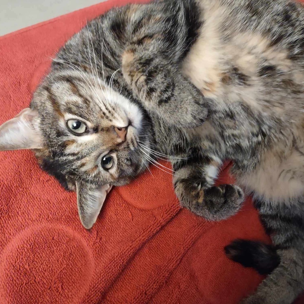 Zephyr, an adoptable Domestic Short Hair in Nampa, ID, 83686 | Photo Image 6