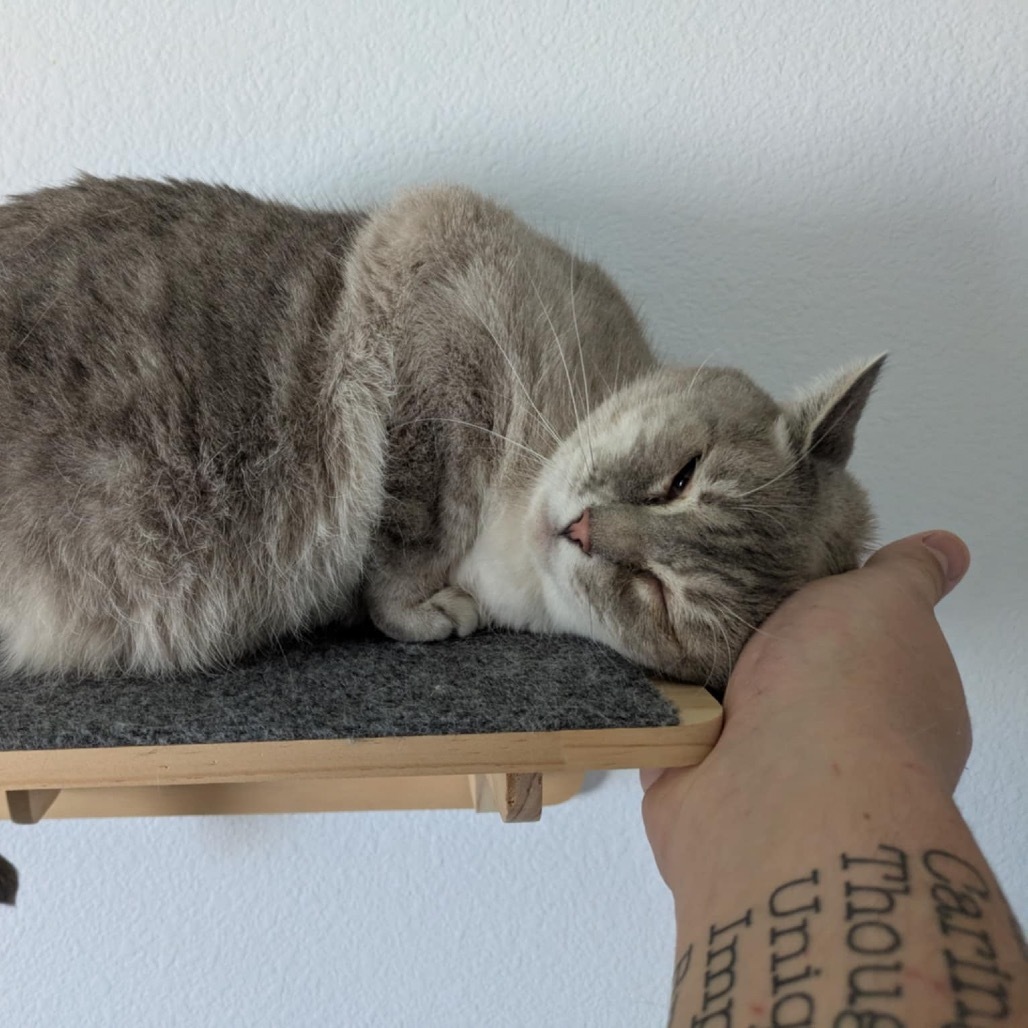 Serendipity, an adoptable Siamese in Nampa, ID, 83686 | Photo Image 1