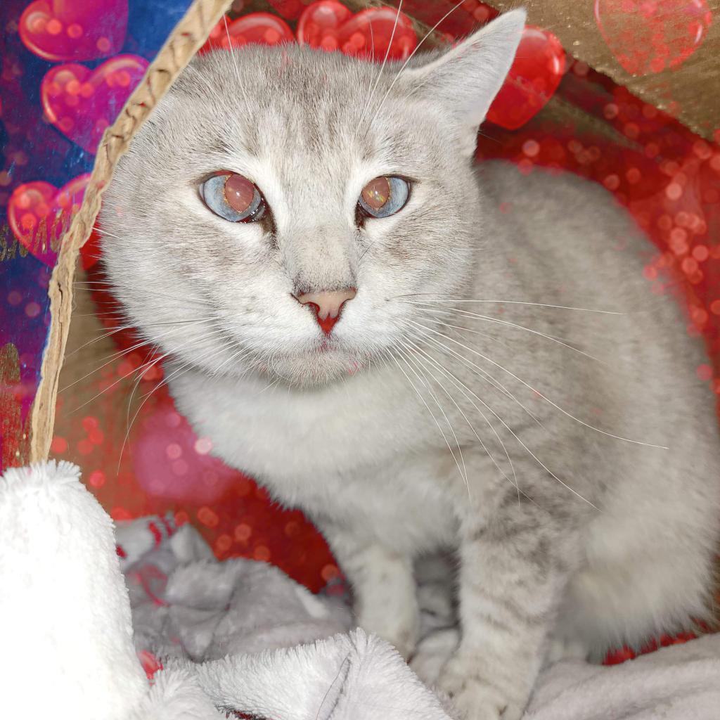 Serendipity, an adoptable Siamese in Nampa, ID, 83686 | Photo Image 2