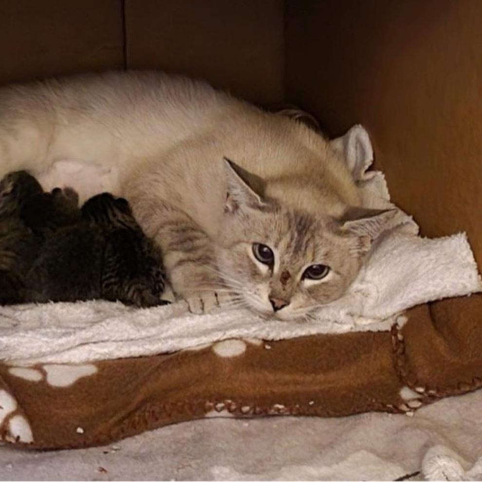 Serendipity, an adoptable Siamese in Nampa, ID, 83686 | Photo Image 3