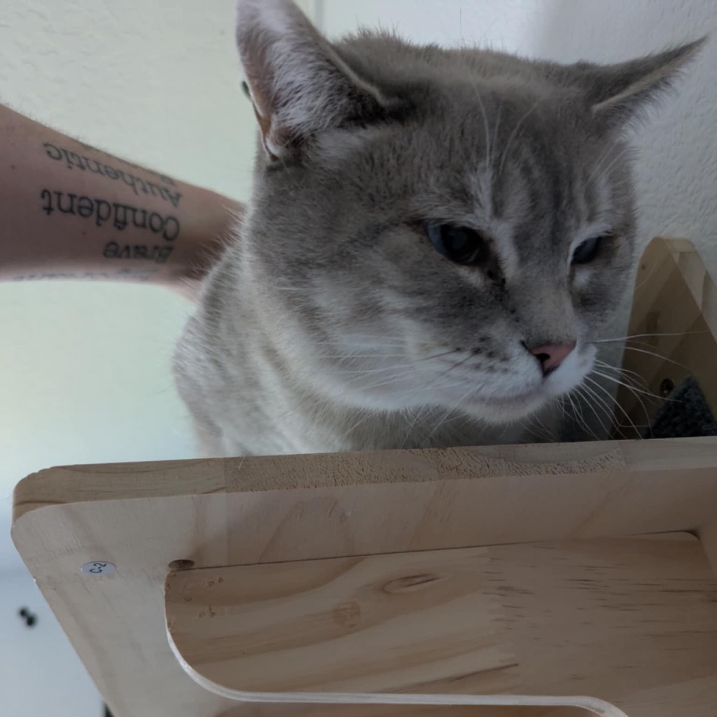 Serendipity, an adoptable Siamese in Nampa, ID, 83686 | Photo Image 4