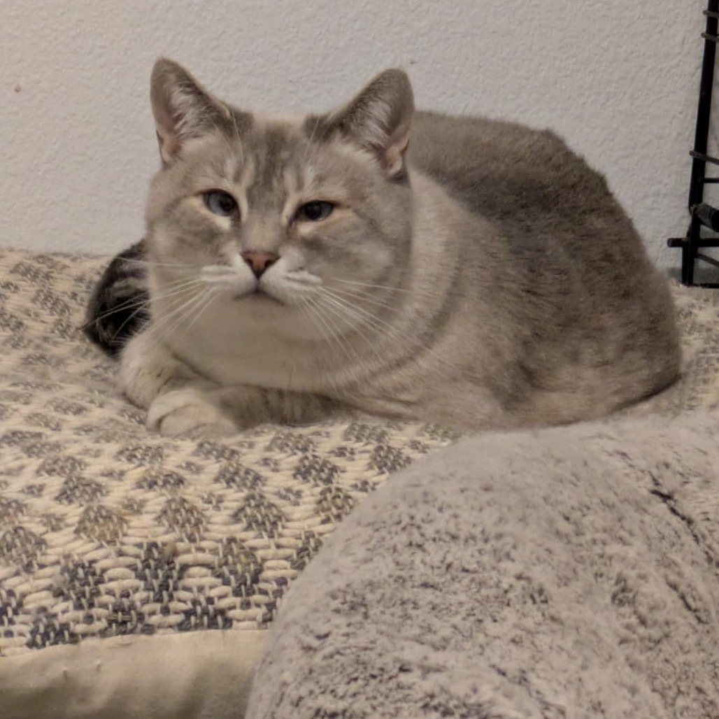 Serendipity, an adoptable Siamese in Nampa, ID, 83686 | Photo Image 5