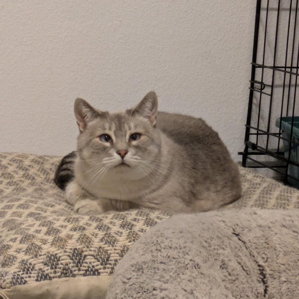 Serendipity, an adoptable Siamese in Nampa, ID, 83686 | Photo Image 6