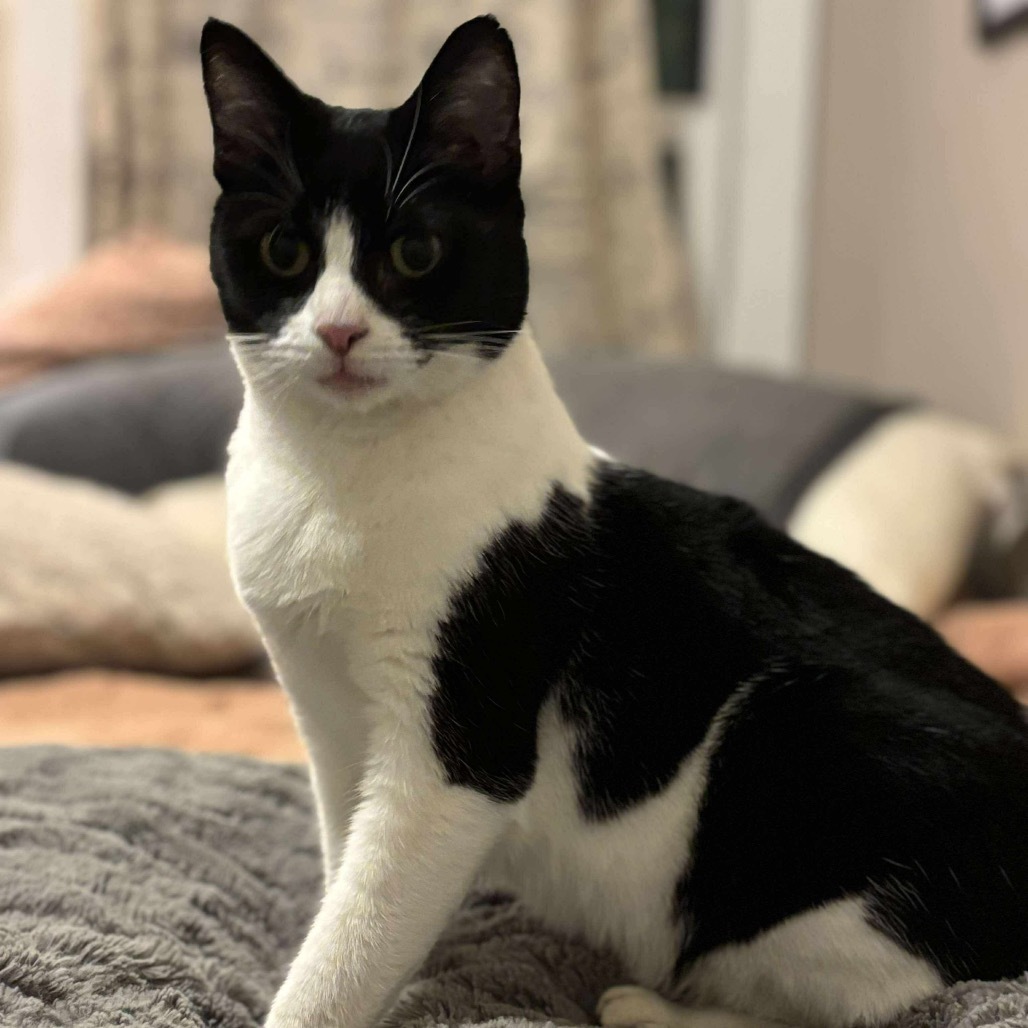 Cleo, an adoptable Domestic Short Hair in Nampa, ID, 83686 | Photo Image 1