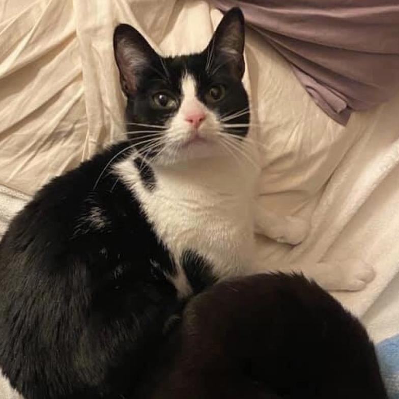 Cleo, an adoptable Domestic Short Hair in Nampa, ID, 83686 | Photo Image 2