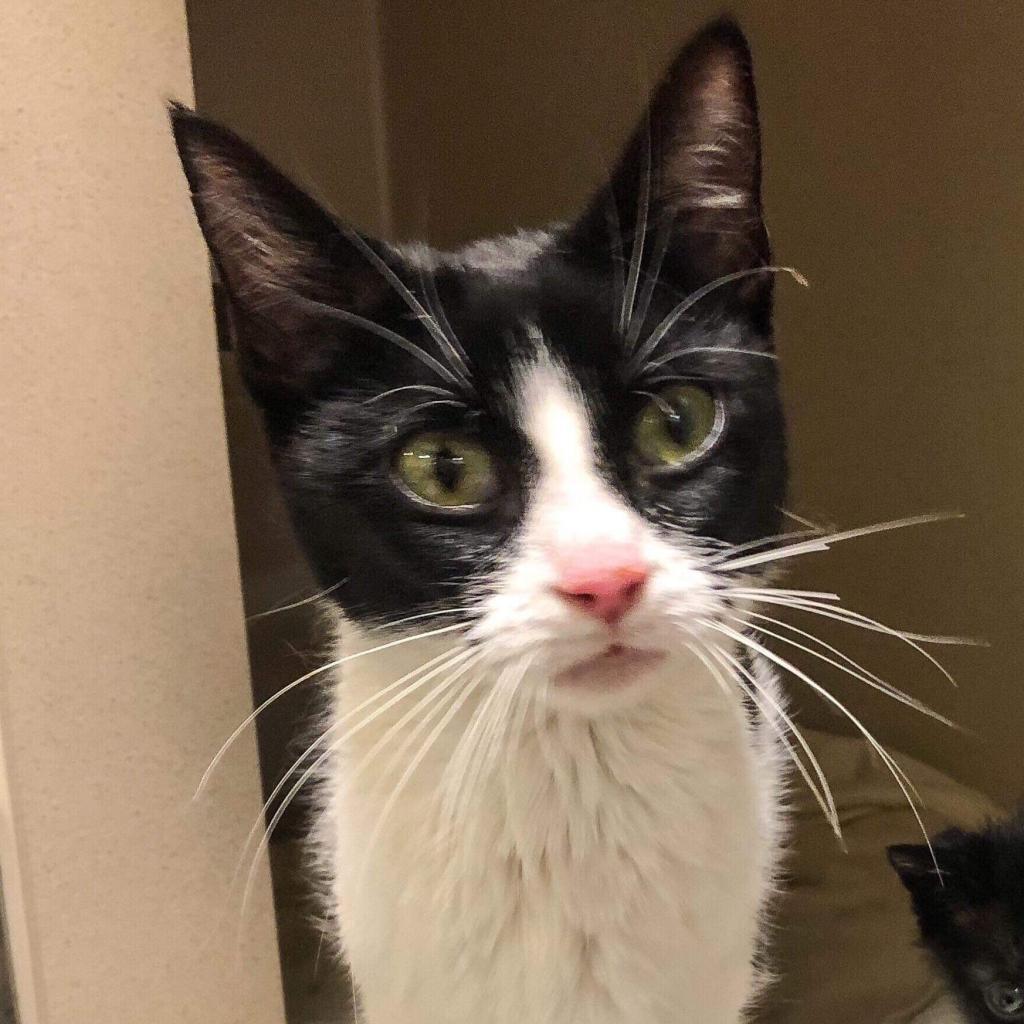 Cleo, an adoptable Domestic Short Hair in Nampa, ID, 83686 | Photo Image 3