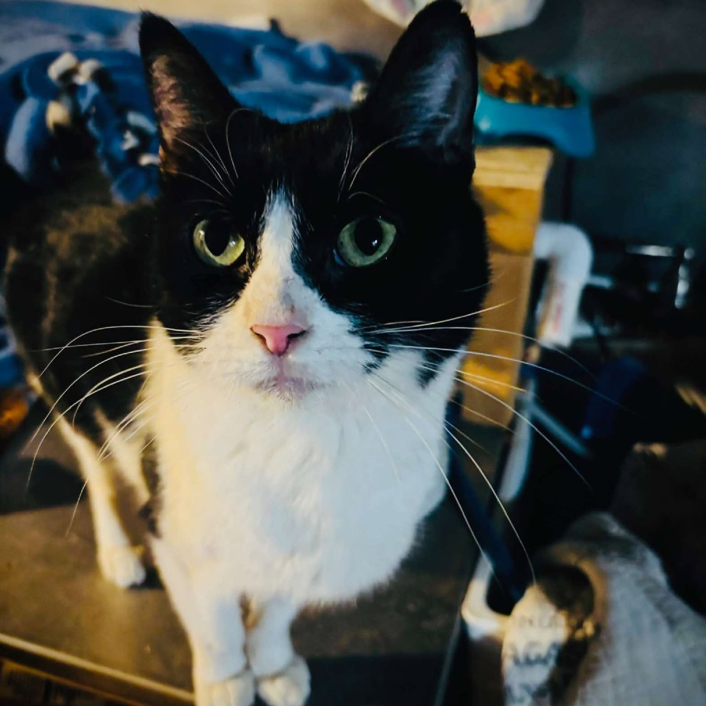 Cleo, an adoptable Domestic Short Hair in Nampa, ID, 83686 | Photo Image 4