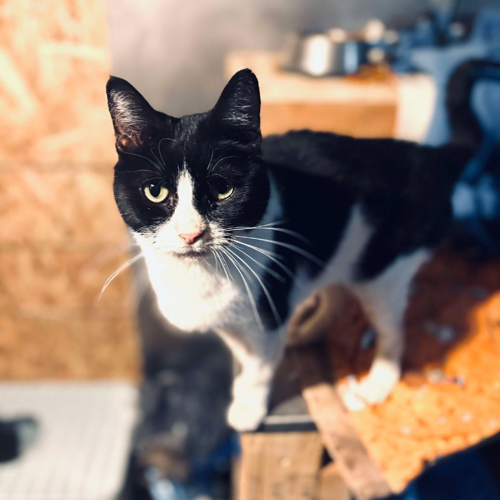 Cleo, an adoptable Domestic Short Hair in Nampa, ID, 83686 | Photo Image 5