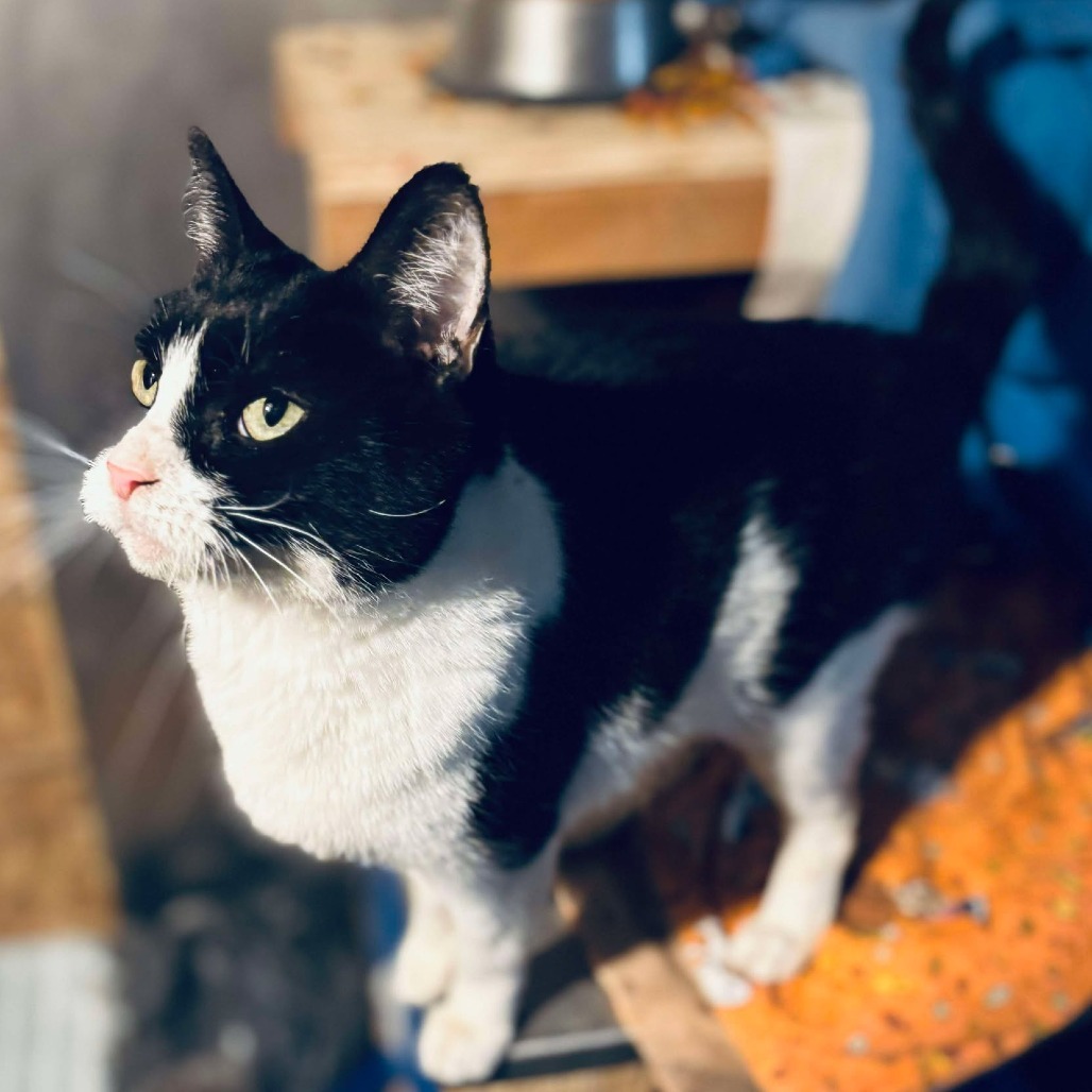 Cleo, an adoptable Domestic Short Hair in Nampa, ID, 83686 | Photo Image 6