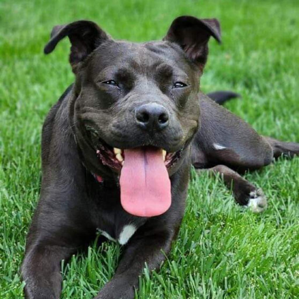 Sweetie, an adoptable American Staffordshire Terrier, Mixed Breed in Nampa, ID, 83686 | Photo Image 1