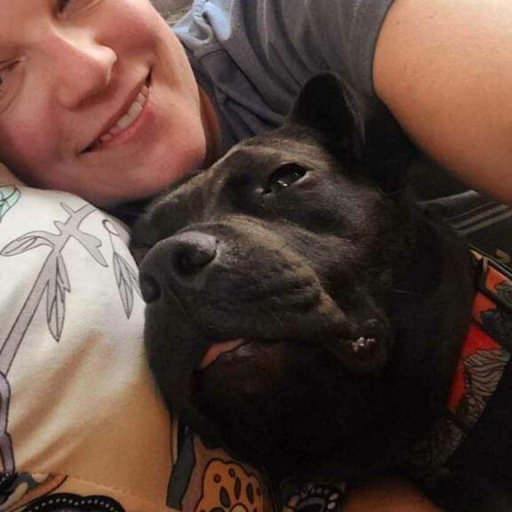 Sweetie, an adoptable American Staffordshire Terrier, Mixed Breed in Nampa, ID, 83686 | Photo Image 2