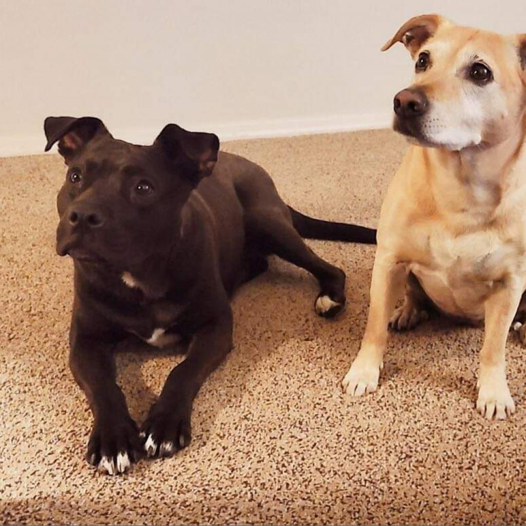 Sweetie, an adoptable American Staffordshire Terrier, Mixed Breed in Nampa, ID, 83686 | Photo Image 3