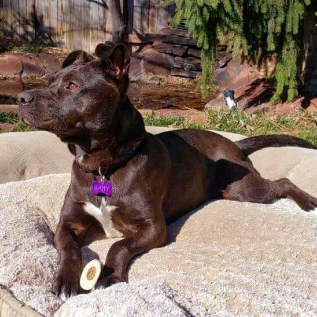 Sweetie, an adoptable American Staffordshire Terrier, Mixed Breed in Nampa, ID, 83686 | Photo Image 4