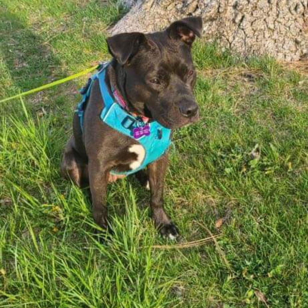 Sweetie, an adoptable American Staffordshire Terrier, Mixed Breed in Nampa, ID, 83686 | Photo Image 5