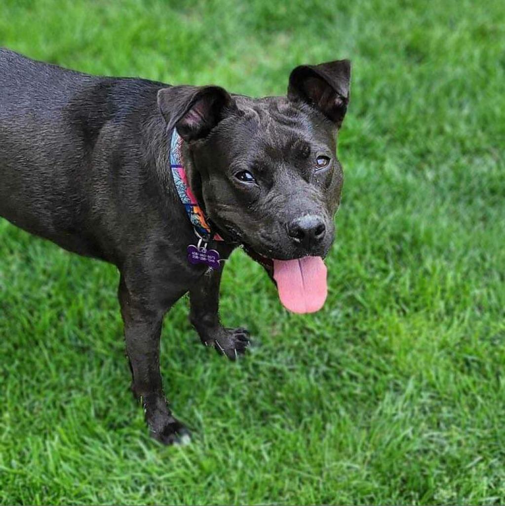Sweetie, an adoptable American Staffordshire Terrier, Mixed Breed in Nampa, ID, 83686 | Photo Image 6