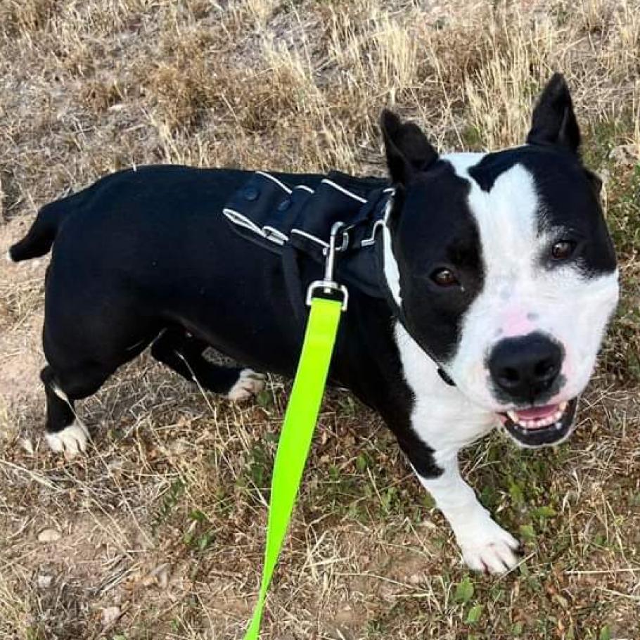 Bristol, an adoptable Pit Bull Terrier in Nampa, ID, 83686 | Photo Image 2