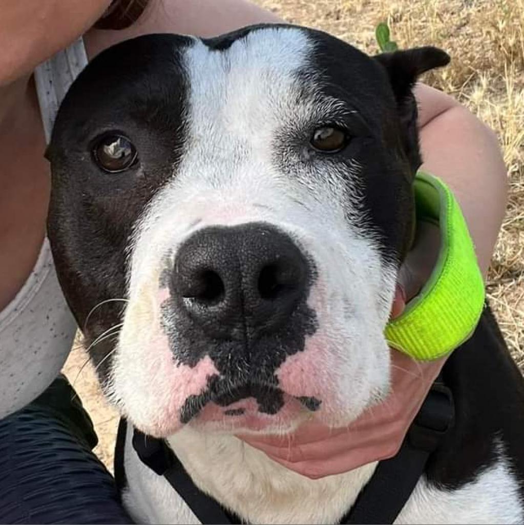 Bristol, an adoptable Pit Bull Terrier in Nampa, ID, 83686 | Photo Image 3