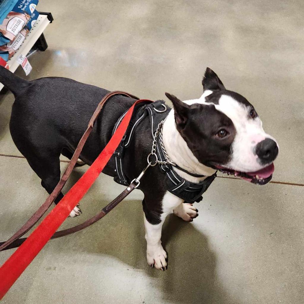 Bristol, an adoptable Pit Bull Terrier in Nampa, ID, 83686 | Photo Image 3