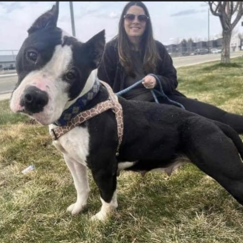 Bristol, an adoptable Pit Bull Terrier in Nampa, ID, 83686 | Photo Image 4