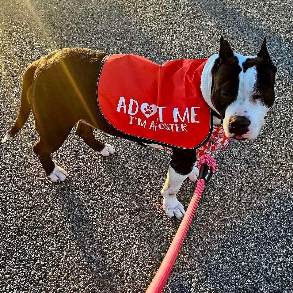 Bristol, an adoptable Pit Bull Terrier in Nampa, ID, 83686 | Photo Image 5