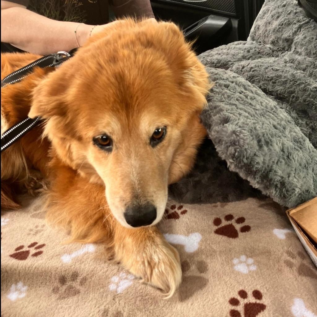 Bree, an adoptable Collie, Mixed Breed in Nampa, ID, 83686 | Photo Image 1