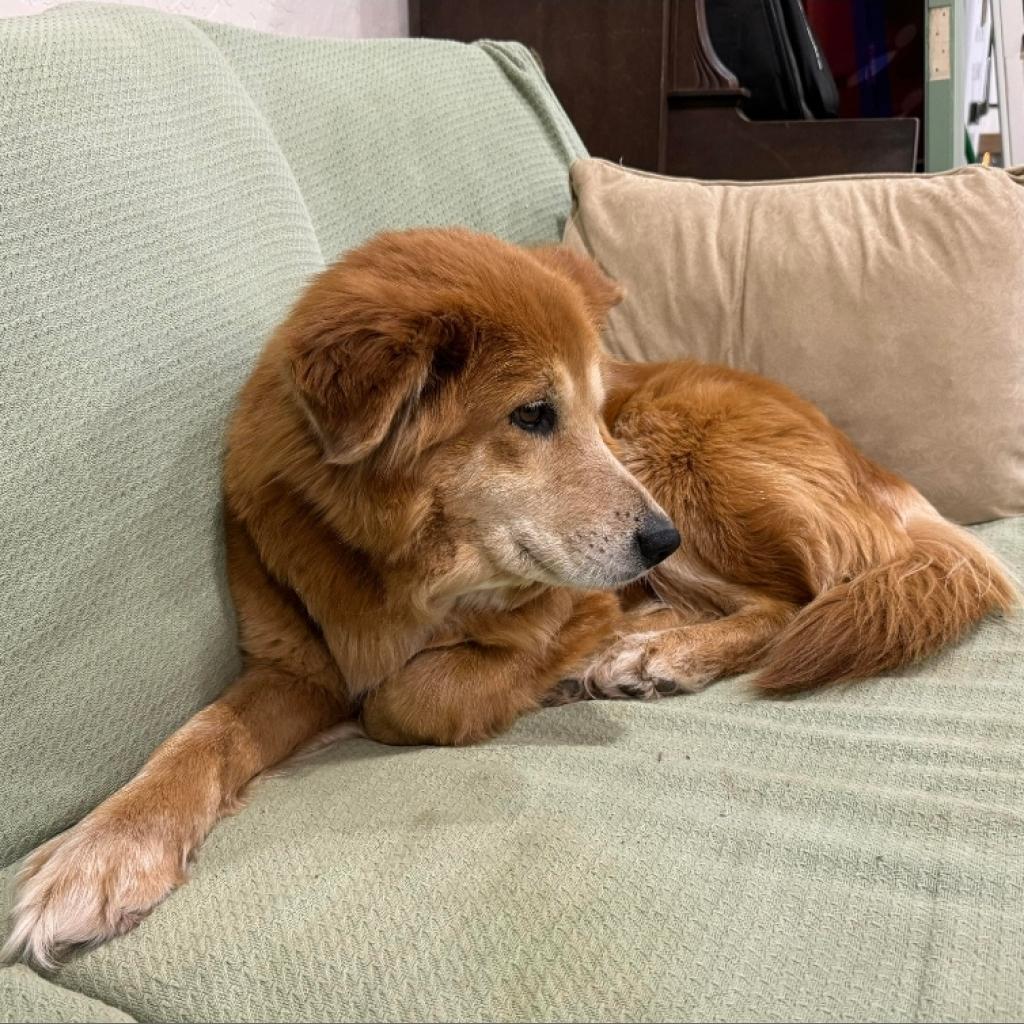 Bree, an adoptable Collie, Mixed Breed in Nampa, ID, 83686 | Photo Image 2