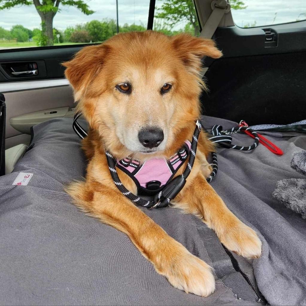 Bree, an adoptable Collie, Mixed Breed in Nampa, ID, 83686 | Photo Image 3