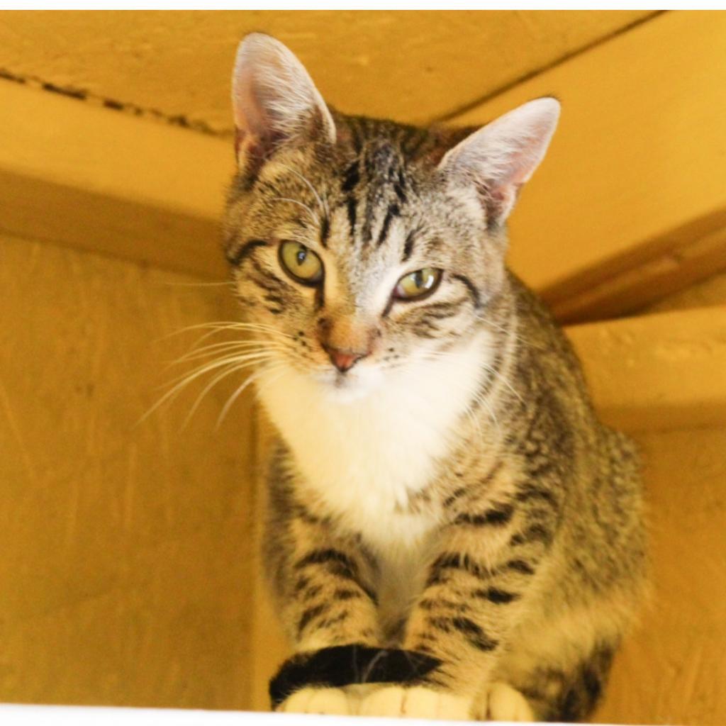 Peets, an adoptable Domestic Short Hair in Nampa, ID, 83686 | Photo Image 1