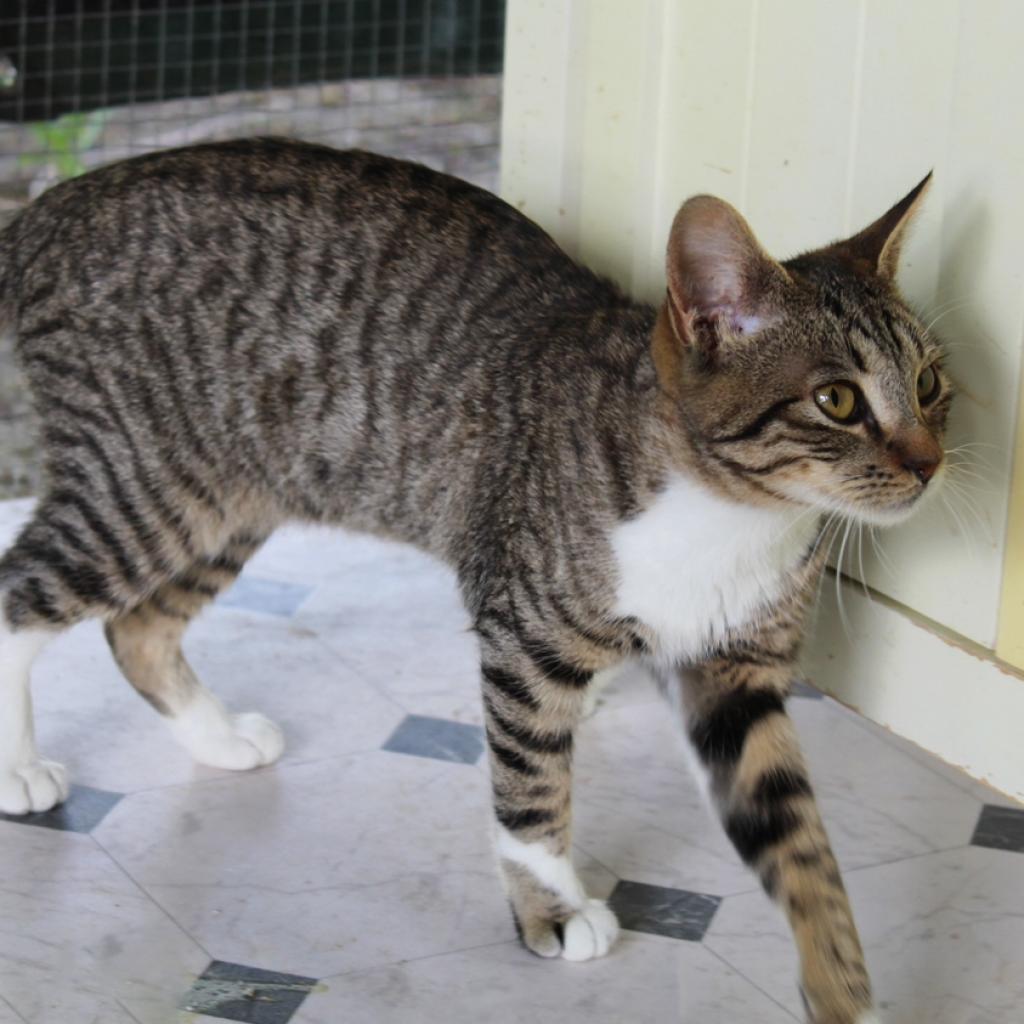 Peets, an adoptable Domestic Short Hair in Nampa, ID, 83686 | Photo Image 2
