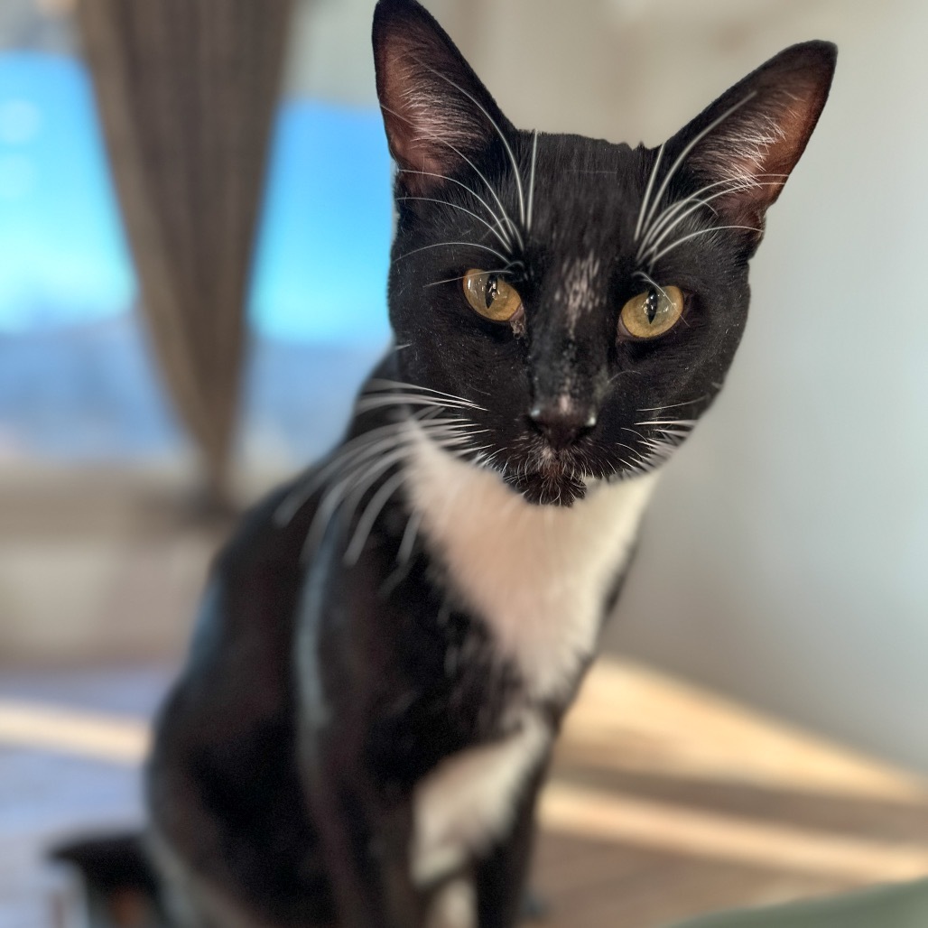 Poe, an adoptable Domestic Short Hair in Nampa, ID, 83686 | Photo Image 1