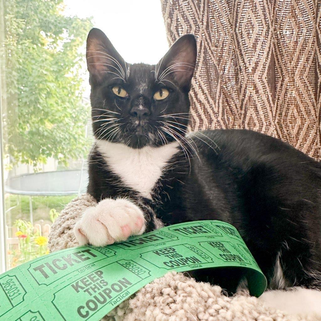 Poe, an adoptable Domestic Short Hair in Nampa, ID, 83686 | Photo Image 2