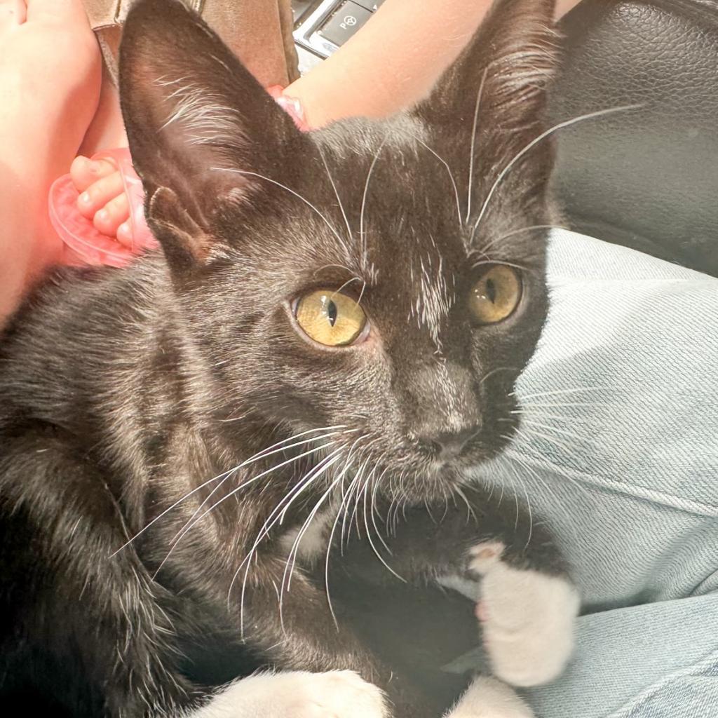 Poe, an adoptable Domestic Short Hair in Nampa, ID, 83686 | Photo Image 3
