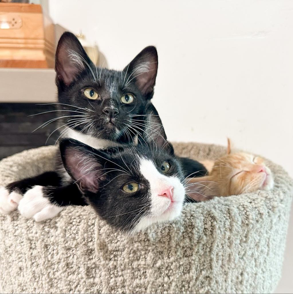 Poe, an adoptable Domestic Short Hair in Nampa, ID, 83686 | Photo Image 4