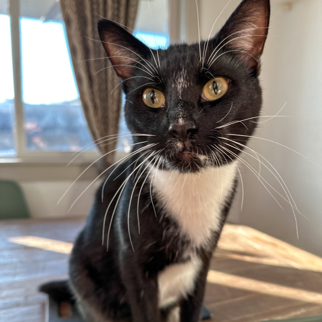 Poe, an adoptable Domestic Short Hair in Nampa, ID, 83686 | Photo Image 6