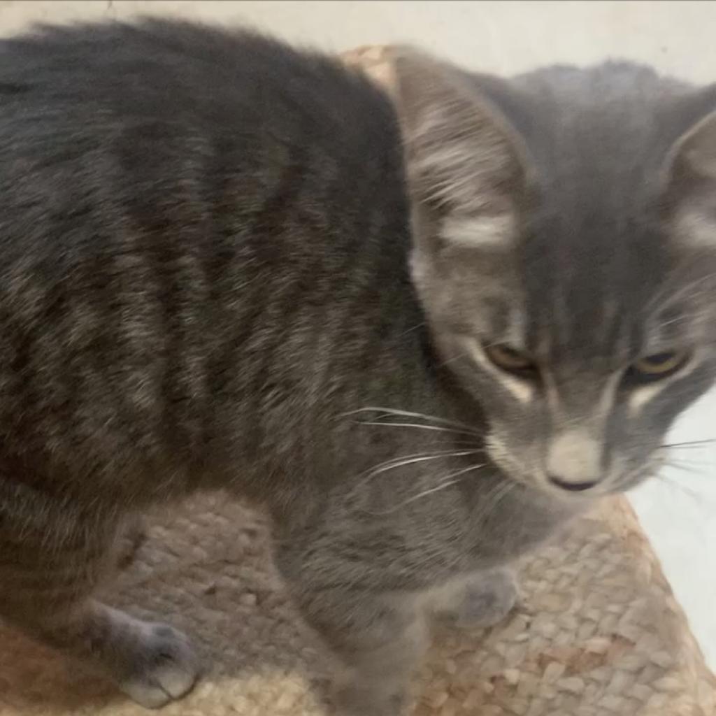 Hawkeye, an adoptable Domestic Short Hair in Nampa, ID, 83686 | Photo Image 1
