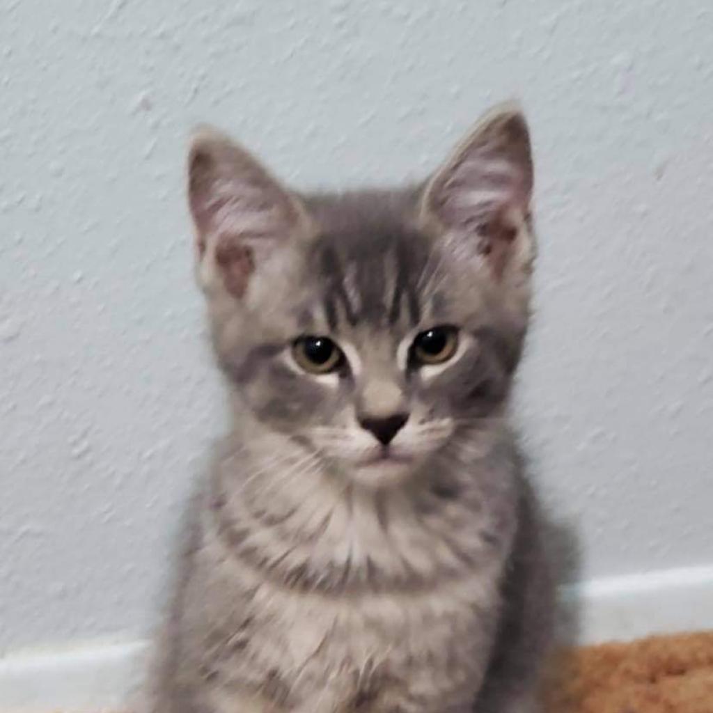 Hawkeye, an adoptable Domestic Short Hair in Nampa, ID, 83686 | Photo Image 2