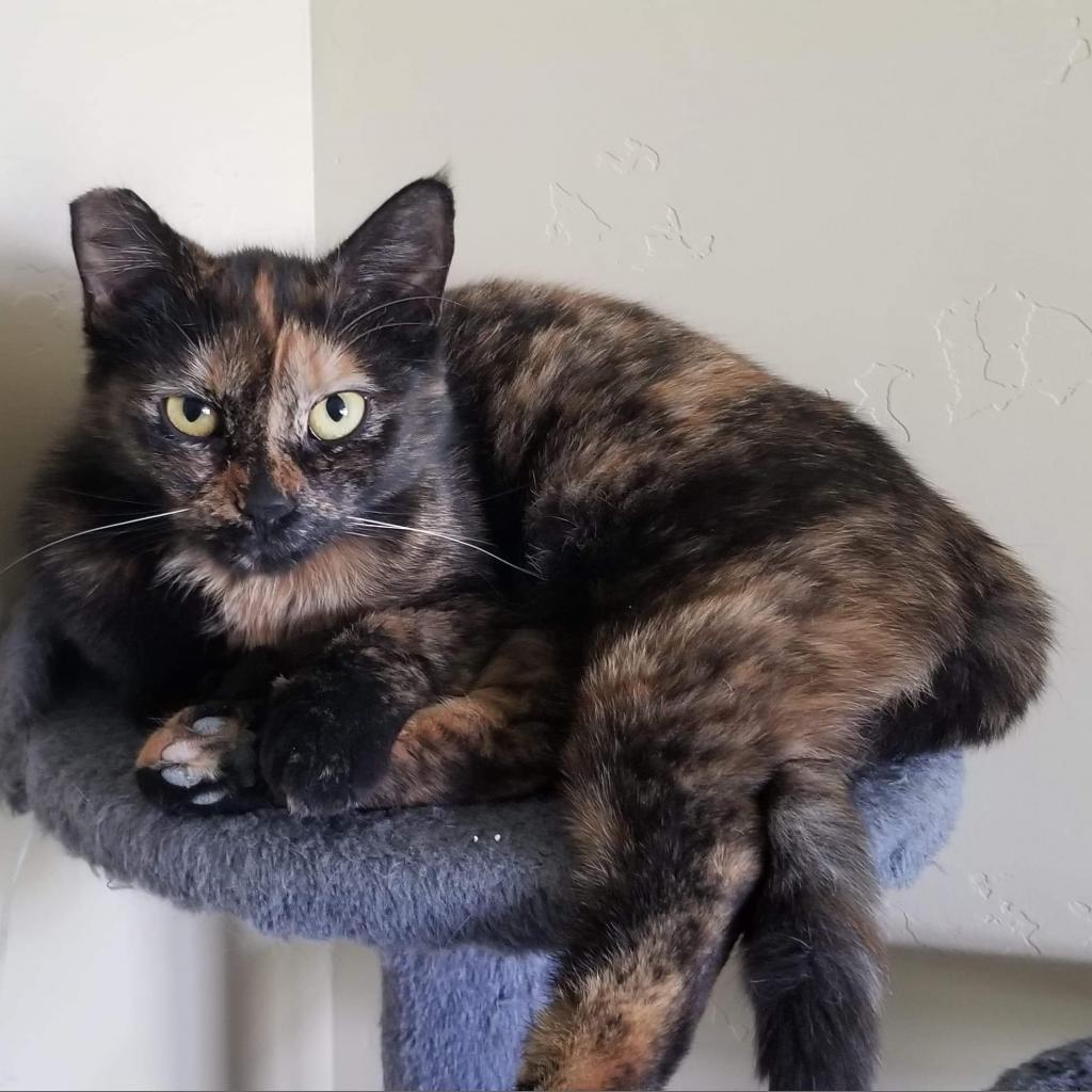 Chicklette, an adoptable Domestic Short Hair in Nampa, ID, 83686 | Photo Image 1